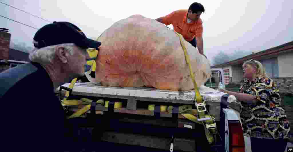 Một trái bí ngô khổng lồ đang được đo tại giải Vô địch Thế giới Safeway hàng năm tìm kiếm trái bí ngô nặng nhất ở thành phố Half Moon Bay, bang California, Mỹ.