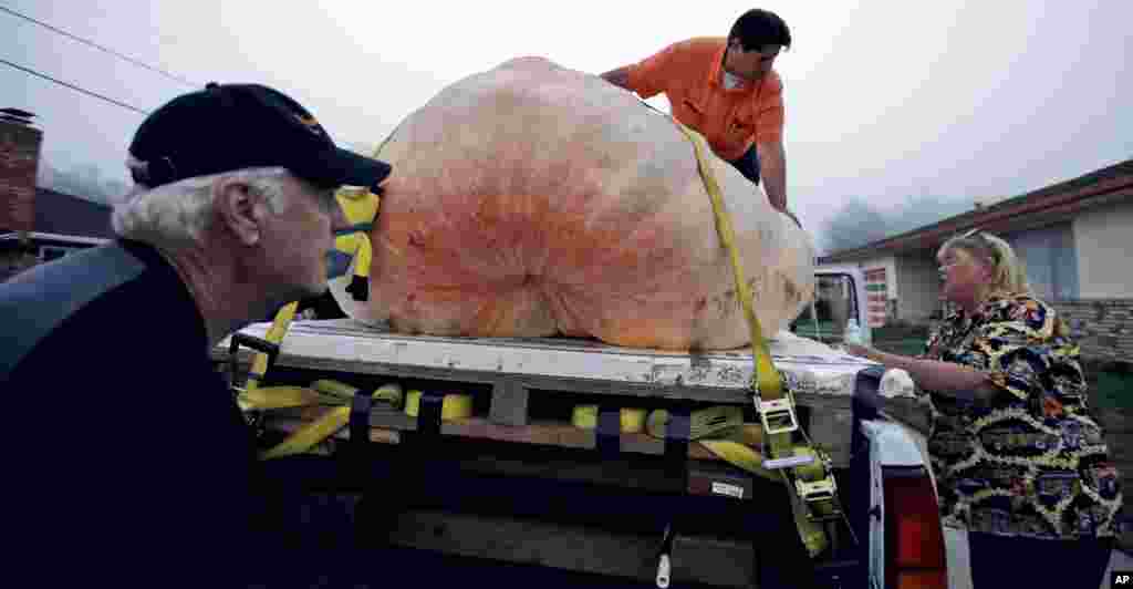 Brad Porter, top, measures a giant pumpkin at the Annual Safeway World Championship Pumpkin Weigh-Off, &nbsp;in Half Moon Bay, California.