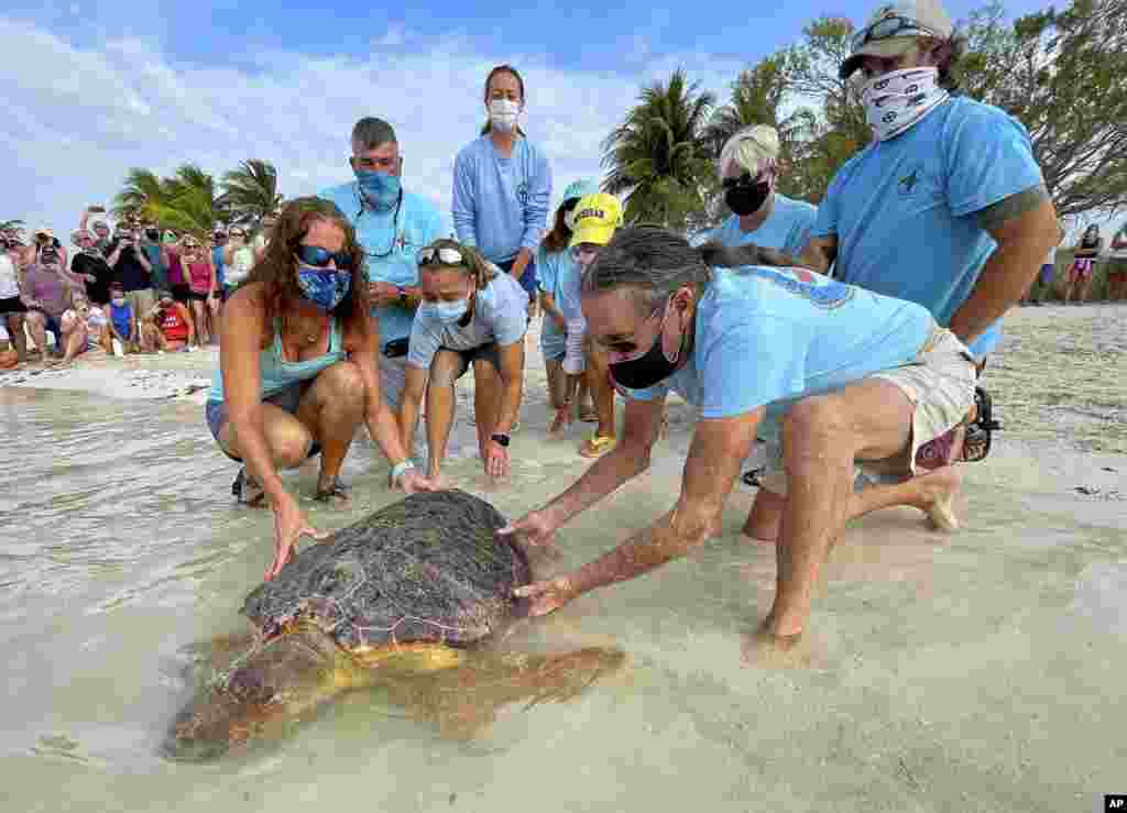 In this photo provided by the Florida Keys News Bureau, Bette Zirkelbach, front left, and Richie Moretti, front right, manager and founder respectively of the Florida Keys-based Turtle Hospital, release &quot;Sparb,&quot; a sub-adult loggerhead sea turtle, at Sombrero Beach in Marathon, Florida.