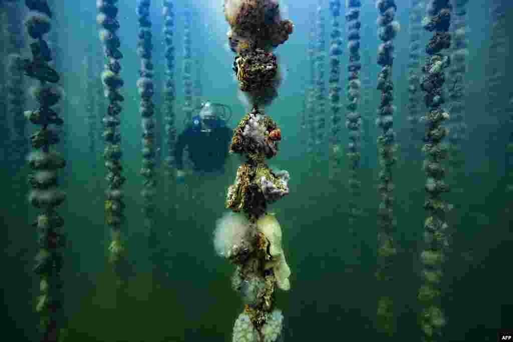 French oyster aquaculturist Jean-Christophe Cabrol checks the growth of oysters covered with sea squirts on collector lines in a shellfish farming in the pond of Thau in Bouzigues, near Montpellier.