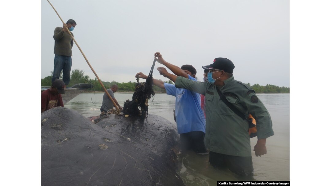 Sampah plastik berupa tali rafia paling banyak ditemukan dalam perut paus yang mati terdampar di Wakatobi, dengan berat 2,2 kg, Wakatobi, Sulawesi Tenggara, Selasa, 20 November 2018. (Foto: Kartika Sumolang/WWF Indonesia)