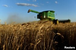 FILE PHOTO: A combine harvests wheat in Corn