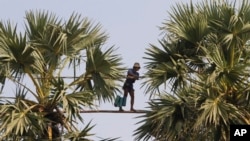 FILE - A man collects palm juice to make palm sugar during its harvest season in Samroang village, Kampong Chhnang province, northwest of Phnom Penh, March 18, 2014.