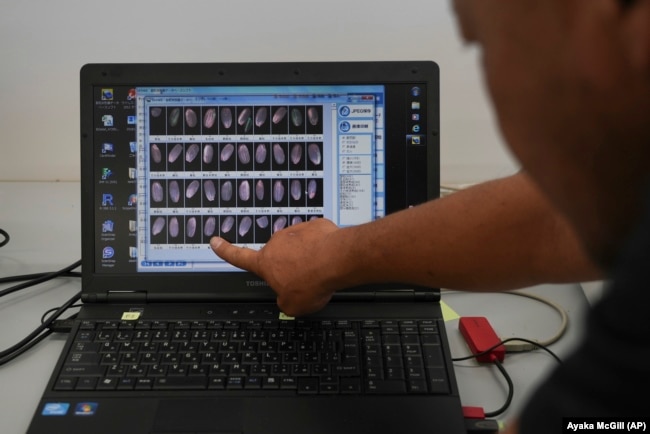 A laptop screen displays comparison photos of different rice varieties at Saitama's Agricultural Technology Research Centre on Sept. 26, 2024. (AP Photo/Ayaka McGill)