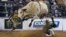 Dalton Kasel terjatuh saat berusaha mengendarai seekor banteng liar selama lomba menunggang banteng liar di Madison Square Garden, New York. (Foto: AFP)