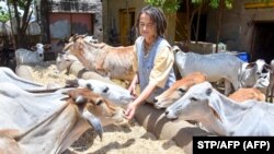 Warga Jerman, Friederike Irina Bruening, 61, atau Sudevi Mataji, menyentuh hidung sapi di kandang sapi di desa Radhakund di distrik Mathura, negara bagian Uttar Pradesh, 27 Mei 2019 (foto: STRP/AFP)