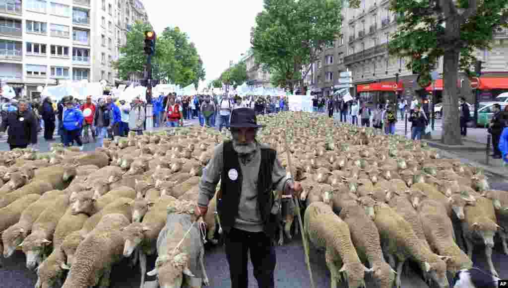 A French farmer marches with his sheep as he attends a demonstration in Paris. French farmers brought tractors and livestock to the capital as part of protests calling for the re-balancing of trade negotiations. 