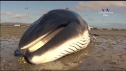 Կետերի մահվան պատճառը