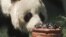 Hsing-Hsing, el panda del Zoológico Nacional de Washington, se apresta a comer un pastel de frutas. Los pandas cumplieron 40 años de estar en el zoológico de esta ciudad.