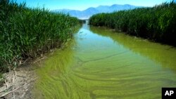 FILE - In this June 12, 2018, file photo, a blue-green algae bloom in Provo Bay in Provo, Utah. Researchers and officials across the country have said increasingly frequent toxic algae blooms are another bi-product of global warming. (Rick Egan/The Salt L