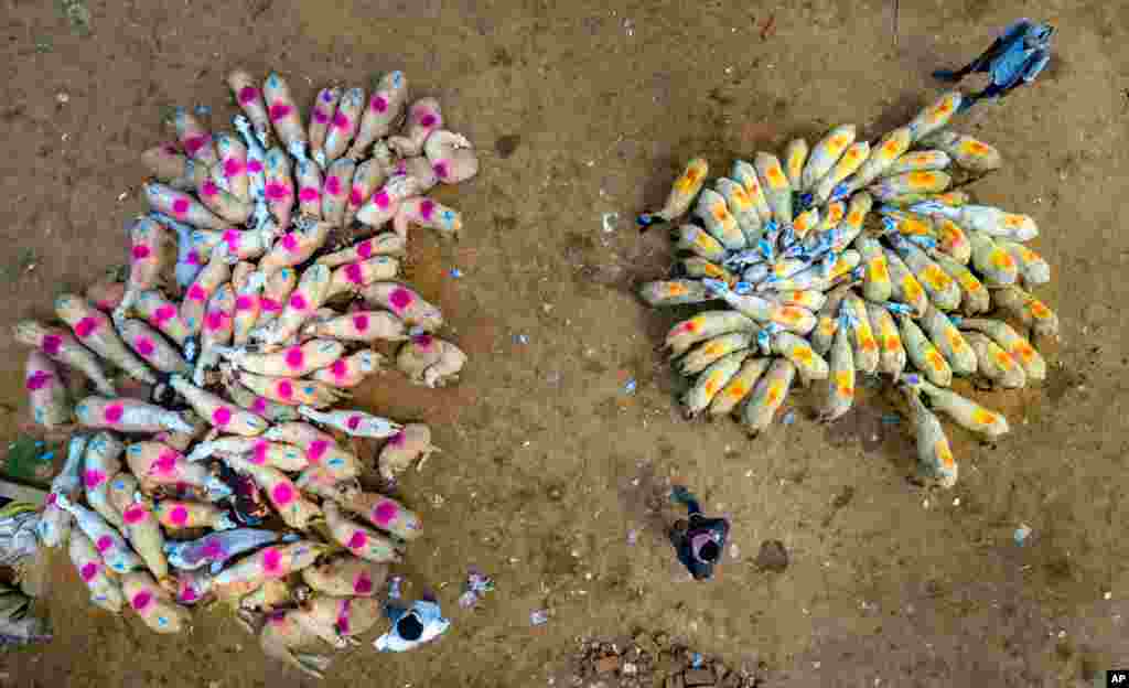 Flocks of sheep are brought to a market for sale on the outskirts of Fatehpur, India, June 27, 2020.