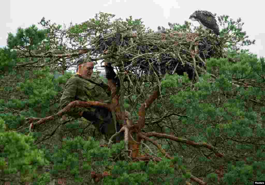 Belarusian ornithologist Vladimir Ivanovski, 73, climbs a tree to monitor a nest of osprey chicks at the Republican reserve &quot;Koziansky&quot; near the remote village of Kaziany.