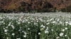 This photo taken on Feb. 10, 2025 shows displaced residents working in an illegal poppy field for their livelihood in Pekon Township, on the border of Karen State and Shan State in Myanmar.