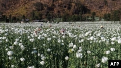 This photo taken on Feb. 10, 2025 shows displaced residents working in an illegal poppy field for their livelihood in Pekon Township, on the border of Karen State and Shan State in Myanmar.