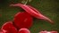 Bentuk sel darah merah yang terkena penyakit sel sabit. (Foto: NCATS, National Institutes of Health via AP)