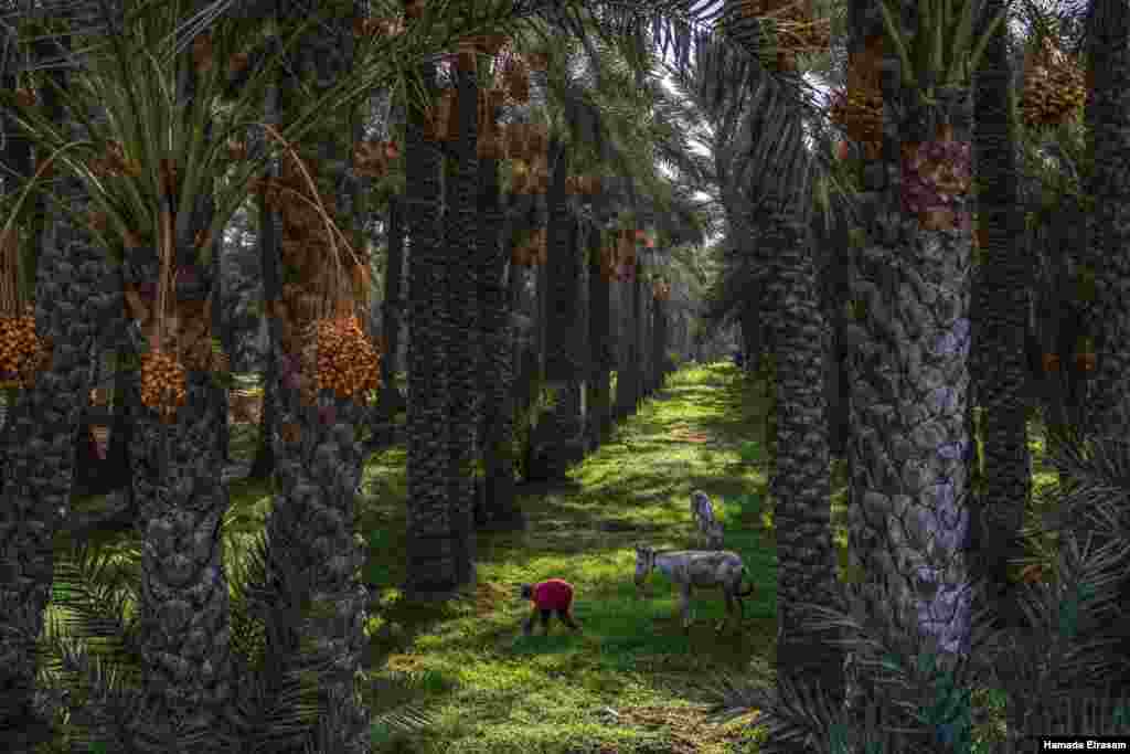 Poor children in Cairo collect unripe, fallen dates, an act that farmers tolerate, September 4, 2021. (VOA/Hamada Elrasam)