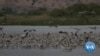 Mass Bird Migrations Pose Unique Challenge for Israeli Air Force