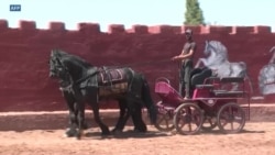 Des chevaux dressés pour le grand écran