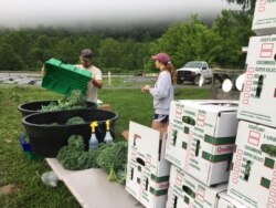 Organic kale is hand picked, washed and packed on site at Sprouting Farms, West Virginia, for retail and wholesale.