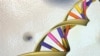 A DNA double helix is seen in an undated artist's illustration released by the National Human Genome Research Institute to Reuters on May 15, 2012. REUTERS/National Human Genome Research Institute/Handout