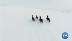 Une course de chevaux sur la neige