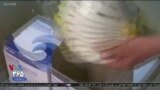 اخبار شبانگاهی