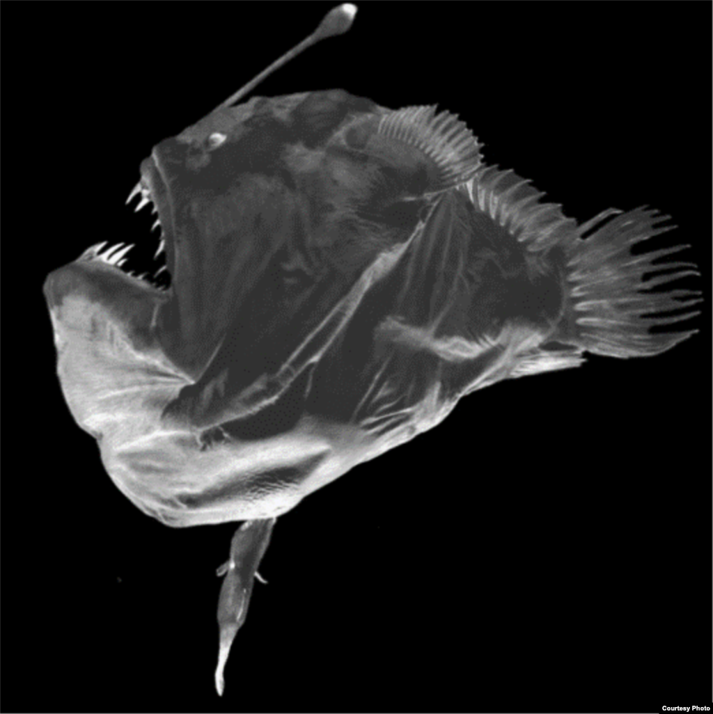 All deep sea anglerfish are female. This puzzled marine biologists for a century until they found the answer. What was originally thought to be a worm-like parasite dangling from each female was in fact the tiny male, eyeless, jawless, brainless and gutless. His only role is to fertilize her eggs. (Edith Widder)