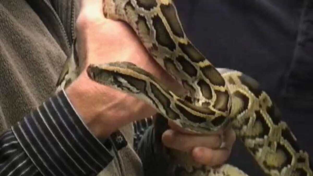 Pythons Unlock Human Heart Health Secrets