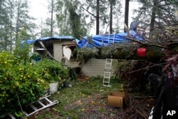 Sebuah pohon tumbang menimpa sebuah rumah akibat badai di Forestville, California, Kamis, 21 November 2024. (Godofredo A. Vásquez/AP)