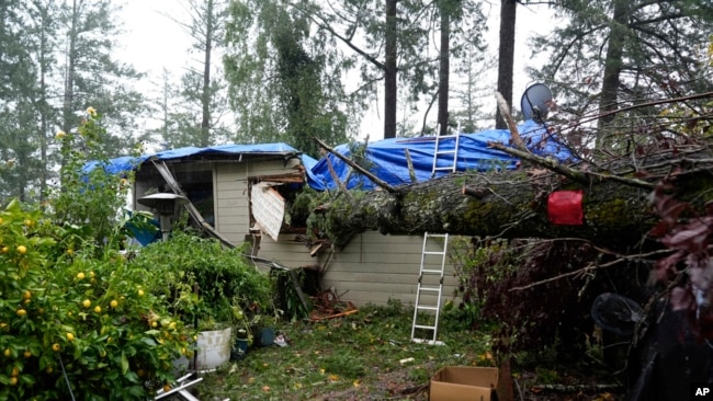 A downed tree rests on a property during a storm, Nov. 21, 2024, in Forestville, Calif.