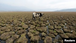 Lagune d’Aculeo à Paine, Chili, 14 mai 2018. (Photo Reuters/Matias Delacroix) 