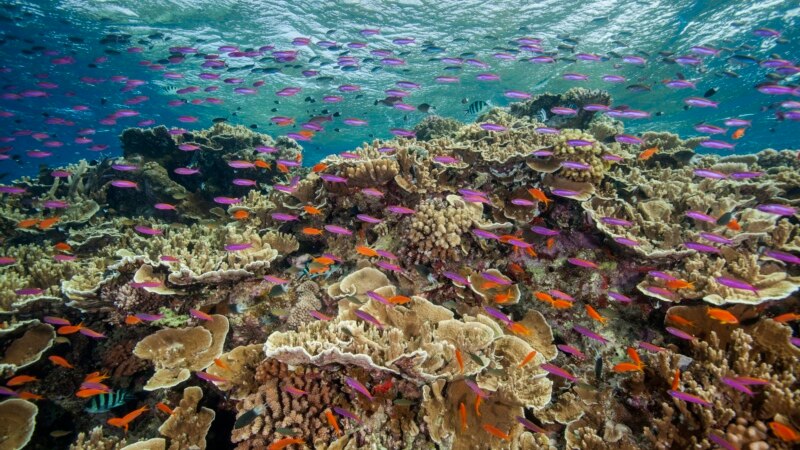 Australia Promises Multimillion Dollar Plan to Tackle Great Barrier Reef Pollution