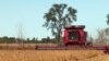 South Dakota Farmers to Plant More Corn, Less Soybeans