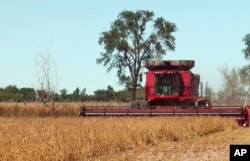 FILE - A farmer harvests a field of soybeans near Sioux Falls, South Dakota.