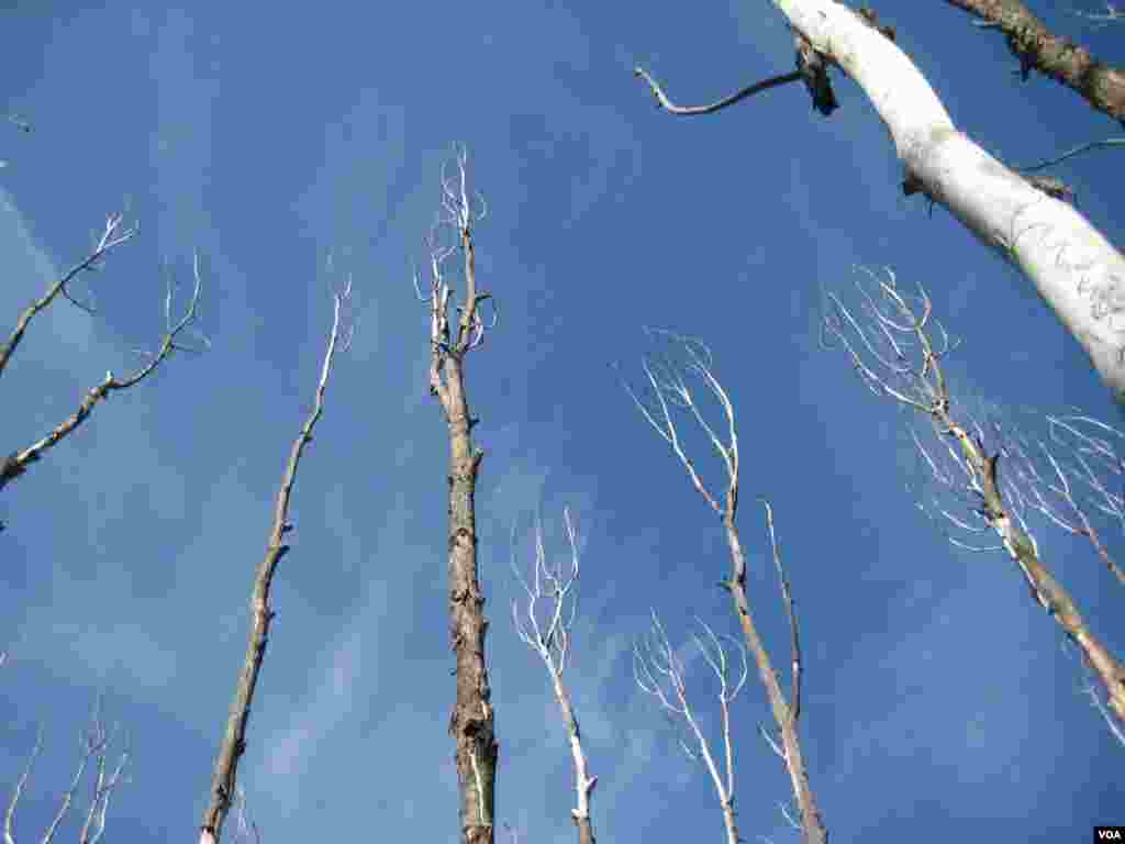 Aspen, the most common tree in North America, is suffering from what scientists call sudden drought-induced death from climate change. Photo credit: Kimberly Pham