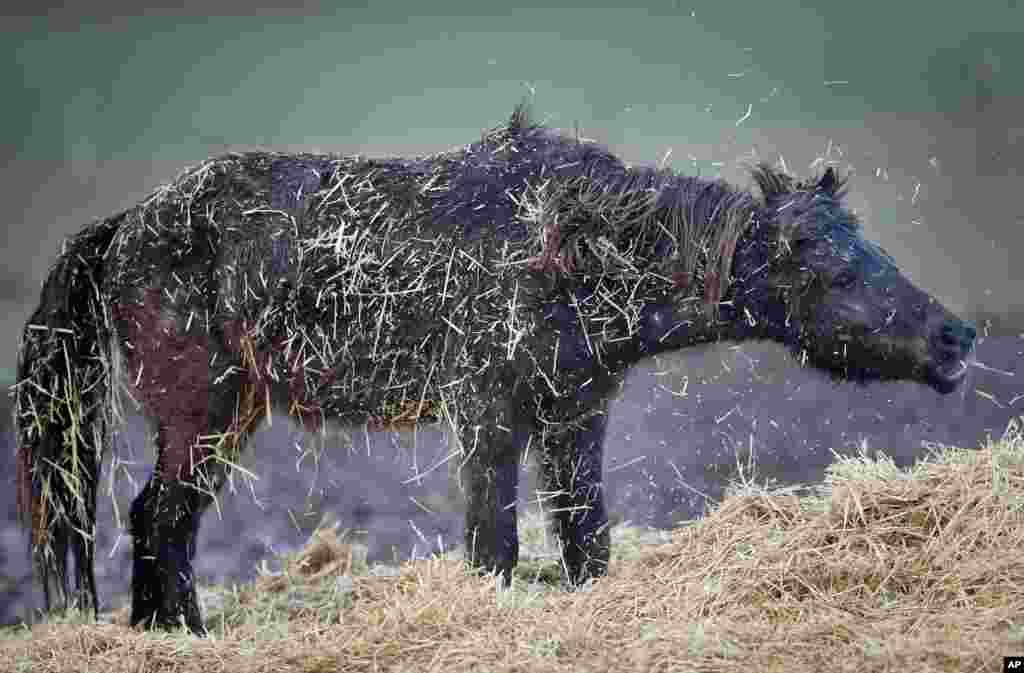 An Icelandic horse shakes off straw in its paddock on a farm near Frankfurt, Germany.