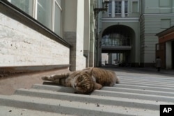 FILE - A cat that lives in the basement of the 'State Hermitage Museum' in St. Petersburg, Russia, April 10, 2024. (AP Photo/Kirill Zarubin)