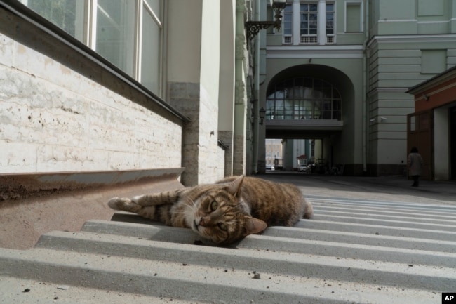 FILE - A cat that lives in the basement of the 'State Hermitage Museum' in St. Petersburg, Russia, April 10, 2024. (AP Photo/Kirill Zarubin)