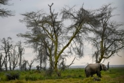 Seekor gajah jantan berjalan di sepanjang garis pohon Akasia dengan belalainya terangkat, saat ia menuju rawa terdekat pada Hari Gajah Sedunia di Taman Nasional Amboseli (365 kilometer tenggara ibu kota Nairobi) dekat Oloitiktok, wilayah timur Kajiado, 12 Agustus 2020. (TONY KARUMBA / AFP)
