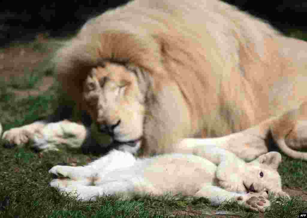 A thirteen-week old white lion cub lies next to his father Yabu at the zoo in La Fleche, western France.