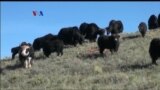 Peternakan Yak Tibet di Pegunungan Colorado