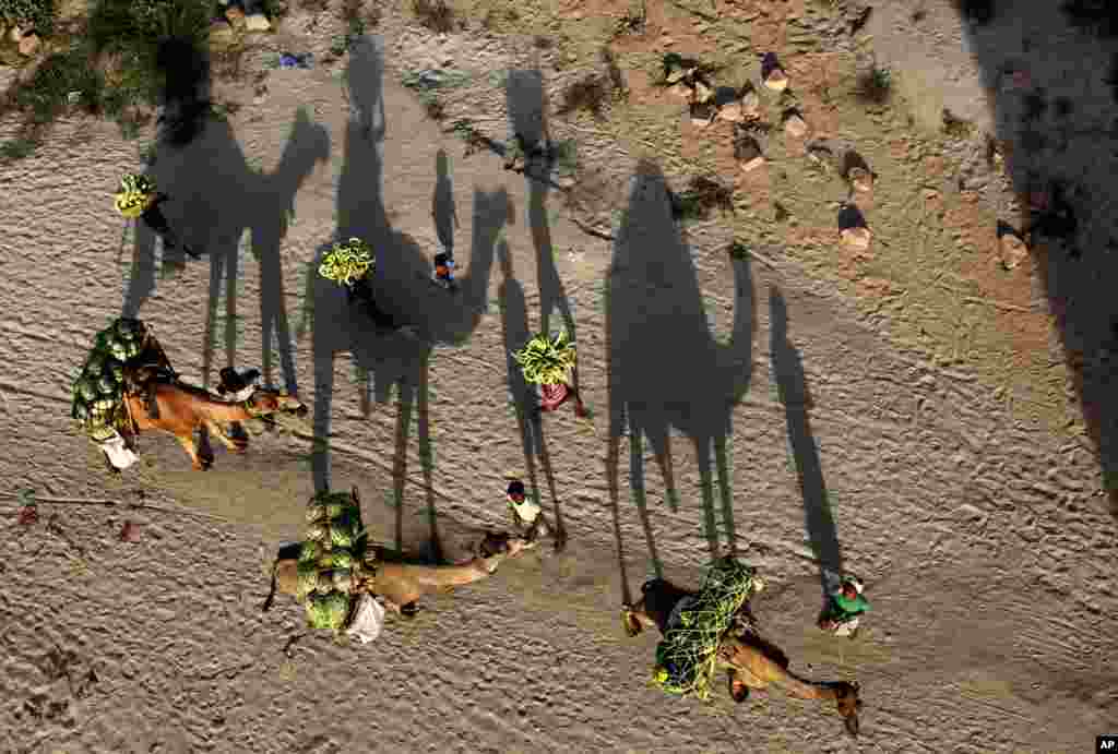 Indian farmers transport watermelons on camels on their way to market in Allahabad, India. 