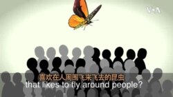 一分钟美语--A social butterfly