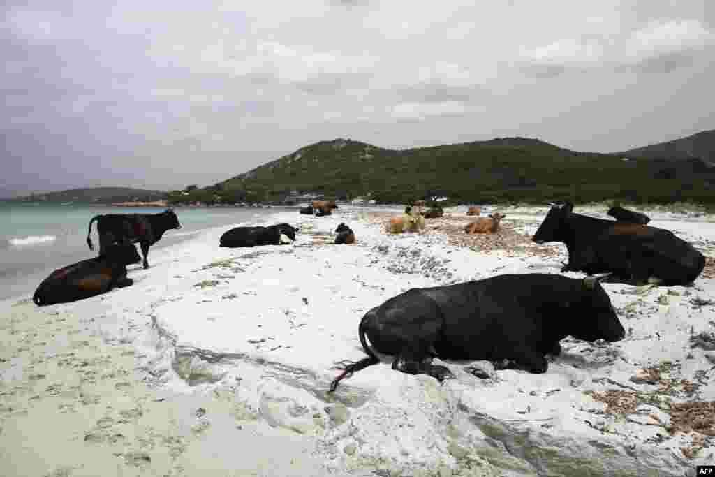 Wild cows lie on the sand at Mar e Sol beach in Porticcio, on the French Mediterranean island of Corsica, as beaches remain closed to curb the spread of the COVID-19.