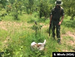 A member of Bumi Anti Poaching Unit scouts for poachers in Sebungwe area, Kariba, Zimbabwe, Feb. 5, 2017.