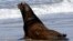 A California sea lion, designated #U253, heads towards the Pacific Ocean after being released in Newport, Oregon, March 14, 2018.