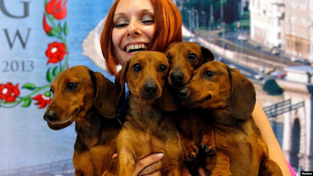Seorang perempuan bersama anjing-anjing Daschund miliknya yang menang kompetisi dunia di Budapest. (Foto: Dok)