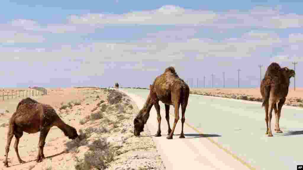 Camels scrounge for scarce resources near Badri, eastern Libya, in this March, 2011 file photo. (VOA-E. Arrott)