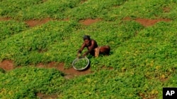 An Indian farmer on the outskirts of Bhubaneswar, India, Feb. 29, 2016. Indian Finance Minister Arun Jaitely on Monday presented country's annual budget for 2016-17 where he proposed spending nearly $13 billion on rural development.