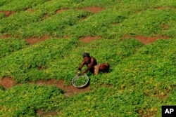 An Indian farmer on the outskirts of Bhubaneswar, India, Feb. 29, 2016.